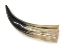 Polished Water Buffalo Cow Horn 12-3/8"L #63 Warped/Tear in Bell Edge