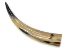 #66 Polished Water Buffalo Cow Horn Create a Powder Horn 13-1/4"L Delamination