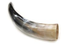 #40 Polished Water Buffalo Cow Horn Create a Powder Horn 12"L