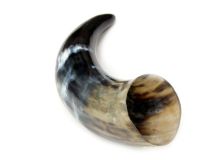 Polished WB Cow Horn 12"L #60