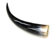 #06 Polished Water Buffalo Cow Horn Create a Powder Horn 12" L