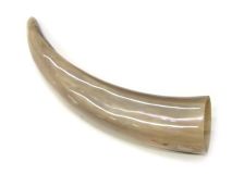 #29 Polished Water Buffalo Cow Horn Create a Powder Horn 14-1/4"L Blisters
