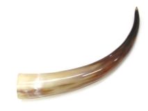 Polished Steer Cow Horn 15" L #04