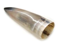 Polished WB Cow Horn 9-1/2 "L #10 Flat Style