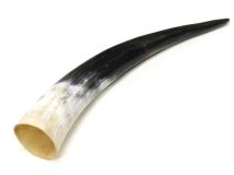 Polished Water Buffalo Cow Horn 14-1/2"L #15