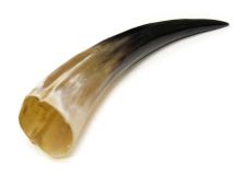 #28 Polished WB Cow Horn Create a Powder Horn 15-3/4"L
