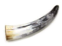 #36 Polished Water Buffalo Cow Horn Create a Powder Horn 13" L Roughness on Pointed end
