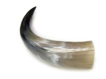 #45 Polished Water Buffalo Cow Horn Create a Powder Horn 14"L