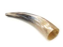 Polished Water Buffalo Steer Cow Horn 9-7/8" L #L Flat Spot
