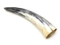 Polished Steer Cow Horn 13-1/4" L #02