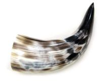 #18 Polished Water Buffalo Cow Horn Create a Powder Horn 13"L Large 3" Bell
