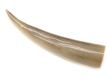 Polished Water Buffalo Cow Horn 14-1/2" #20 Cuts / Pin Hole in Pointed End