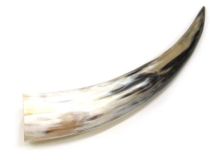 Polished Water Buffalo Cow Horn 14-1/4"L #25 Rough Edges