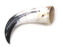 #29 Polished Water Buffalo Cow Horn Create a Powder Horn 12-1/4"L
