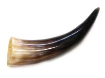 Polished Water Buffalo Cow Horn 11-1/4" L #44