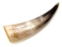 Polished Water Buffalo Cow Horn 12"L #64 Delamination Marks