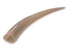 Polished WB Cow Horn 14-1/2"L #78 Flat Spot & Blister