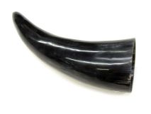 Polished Water Buffalo Cow Horn 9-5/8" L #P