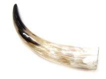 Polished Water Buffalo Cow Horn 14-1/4"L #15
