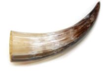 Polished Steer Cow Horn 13-1/4" L #57 