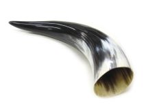 Polished WB Cow Horn 12-5/8"L #62 Large 2-3/4" Bell