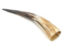Polished Water Buffalo Cow Horn 13-5/8"L #64 