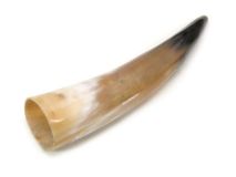 #65 Polished Water Buffalo Cow Horn Create A Powder Horn 14"L