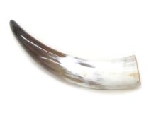 #66 Polished Water Buffalo Cow Horn Create a Powder Horn 13-3/4"L 
