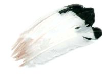 1/4 LB Imitation Eagle Turkey Quill Feathers Apx. 75 Craft Feathers