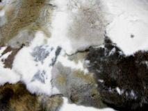 Rabbit Skin Hide Fur Tanned Pelt Jumbo 13"L x 11"W Assortment