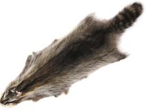 Raccoon Fur Hide Pelt Cased Tanned Skin apx 36" to 38" L 