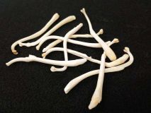 Broken and Healed 3" to 5" Raccoon Penis Baculum Bone Bulk Pricing