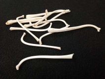 Raccoon Penis Baculum Bone 2" to 3 1/2"  #3 Grade 