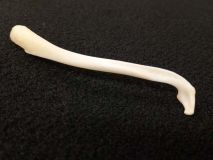 Deformed Hinge Joint Raccoon Penis Baculum Bone 2-3/4" to 4" #4 