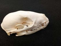 Raccoon Skull axp 3-1/2" x 5" Genuine Real