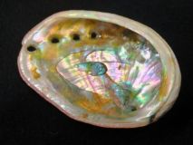 Red Abalone Shell Apx 4" x 3" 