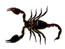 Scorpion Paperweight In Clear Resin Display 5 3/8" x 3 1/2"