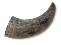 Natural Semi Polished Water Buffalo Cow Horn 13" L #R14 Separation Layers Bell Edge