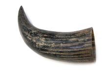 Natural Semi Polished Water Buffalo Cow Horn 10-5/8" L #R27
