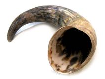 Natural Semi Polished Water Buffalo Cow Horn 19-1/2" L #R30 Large 4" Bell