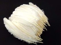1 LB Left or Right Wing WHITE Turkey Quill Feathers  Apx.300 Craft Feathers