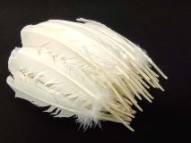 1/2 LB White Turkey Quill Feathers Apx.150 Craft Feathers