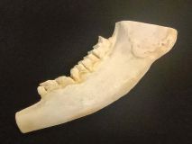 Partial 11" Buffalo Jaw Bone Top and end Cut Off with Filler #2