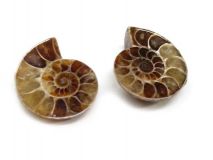 Polished Ammonite 1" To 1 1/4" Sold By The Matching Pair