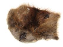Beaver Scrap Fur Hide Face Large