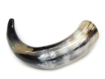 Polished Water Buffalo Cow Horn 12 1/4"L #70