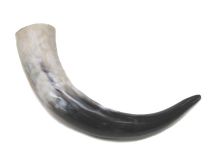#18 Polished Water Buffalo Cow Horn Create a Powder Horn 12-1/2"L 