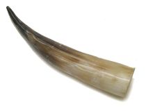 #29 Polished Water Buffalo Cow Horn Create a Powder Horn 12-1/2"L