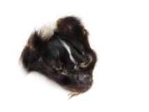 Skunk Scrap Fur Hide Face Small